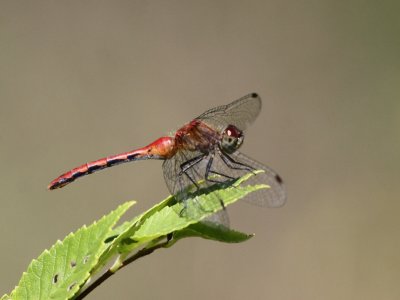 White-faced Meadowhawk (Male)