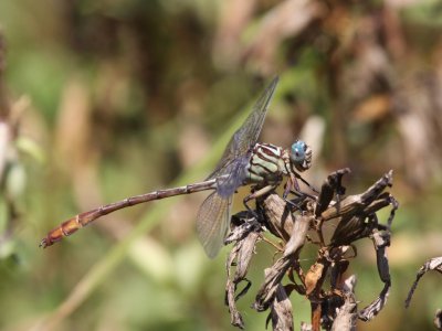 Russet-tipped Clubtail (Adult Male)