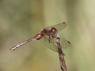 Autumn Meadowhawk