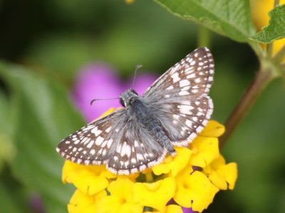 Common Checkered-skipper