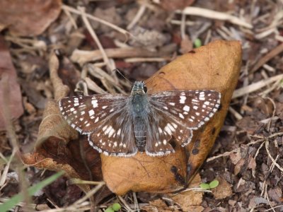 Common Checkered-skipper