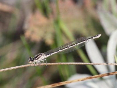 Familiar Bluet