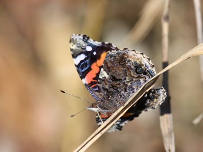 Red Admiral