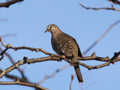 Inca Dove