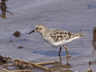 Least Sandpiper