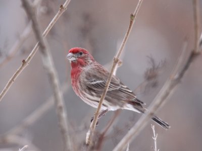 House Finch (Male)