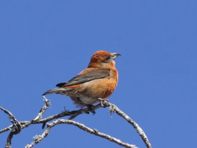 Red Crossbill (Male)