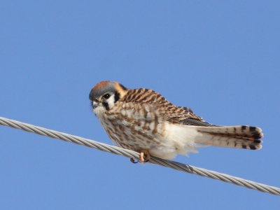 Birds of Prey