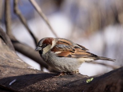House Sparrow (Male)