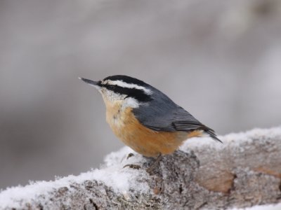 Red-breasted Nuthatch