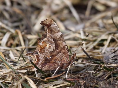 Eastern Comma