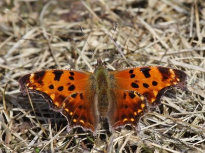 Eastern Comma