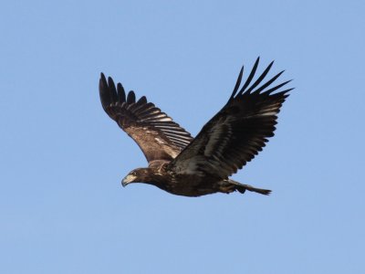 Bald Eagle (Juvenile)