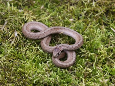 DeKay's Brown Snake