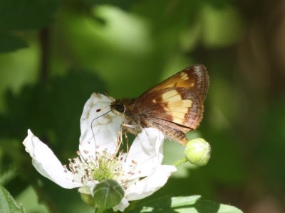 Hobomok Skipper