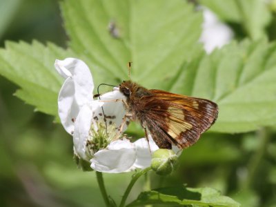 Hobomok Skipper