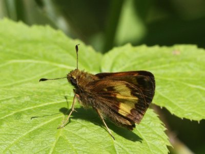 Hobomok Skipper