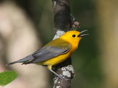 Prothonotary Warbler