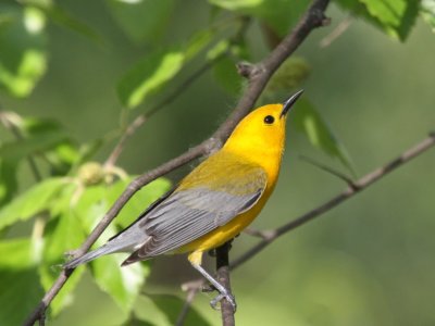 Prothonotary Warbler