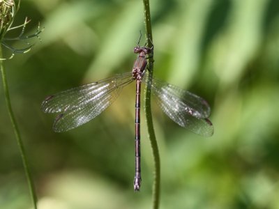 Great Spreadwing