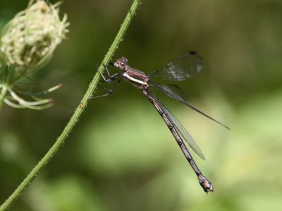 Great Spreadwing