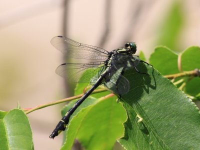 Splendid Clubtail