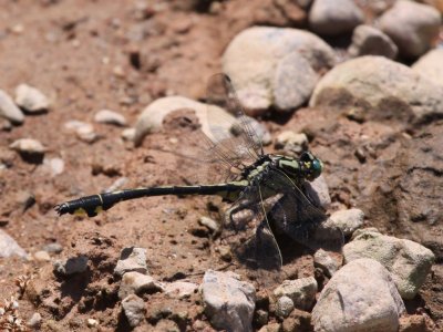 Splendid Clubtail