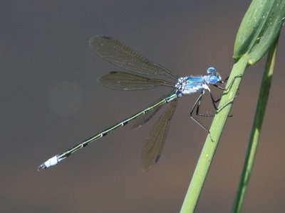 Amber-winged Spreadwing