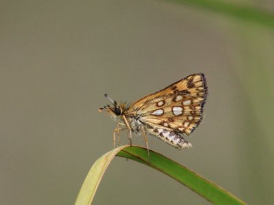 Arctic Skipper