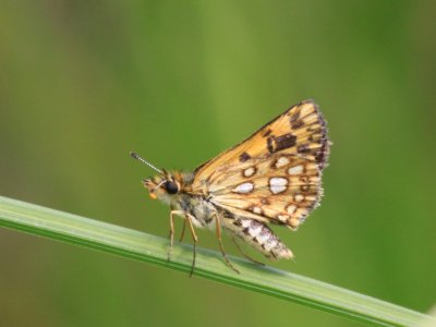 Arctic Skipper