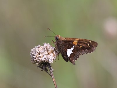 Silver-spotted Skipper