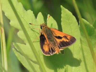 Long Dash Skipper