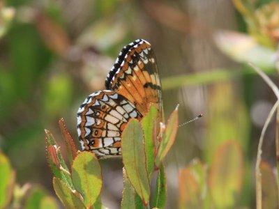 Harris' Checkerspot