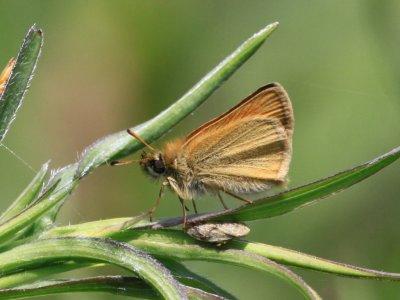 European Skipper