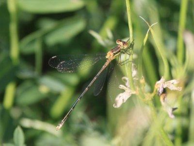 Lyre-tipped Spreadwing (Juvenile Male)