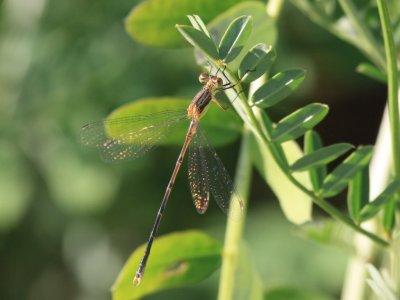 Lyre-tipped Spreadwing (Juvenile Male)