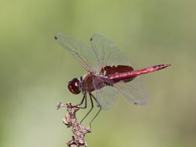 Red Saddlebags