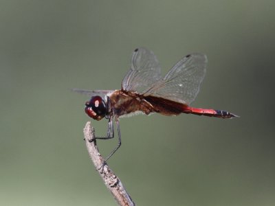 Striped Saddlebags