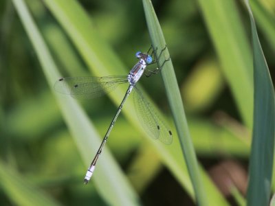 Lyre-tipped Spreadwing