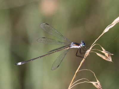 Swamp Spreadwing