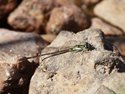 Fragile Forktail (Male)