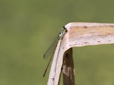 Fragile Forktail (Male)