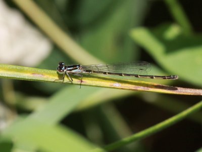 Fragile Forktail (Female)