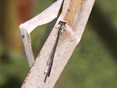 Fragile Forktail (Male)