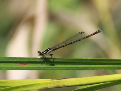 Fragile Forktail (Female)