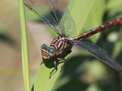 Russet-tipped Clubtail (Adult Female)