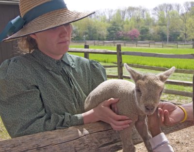 Lamb at Longstreet Farm
