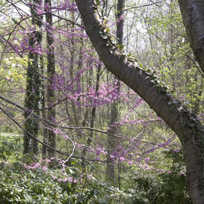 Spring at Deepcut  Park