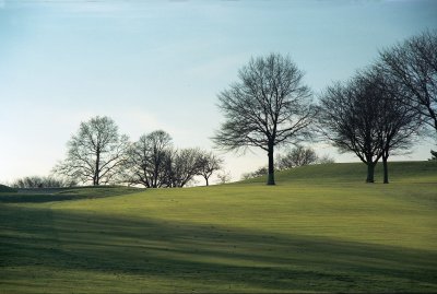 Treescape in Middletown