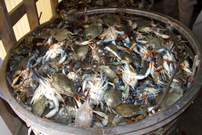 Crab Tub
